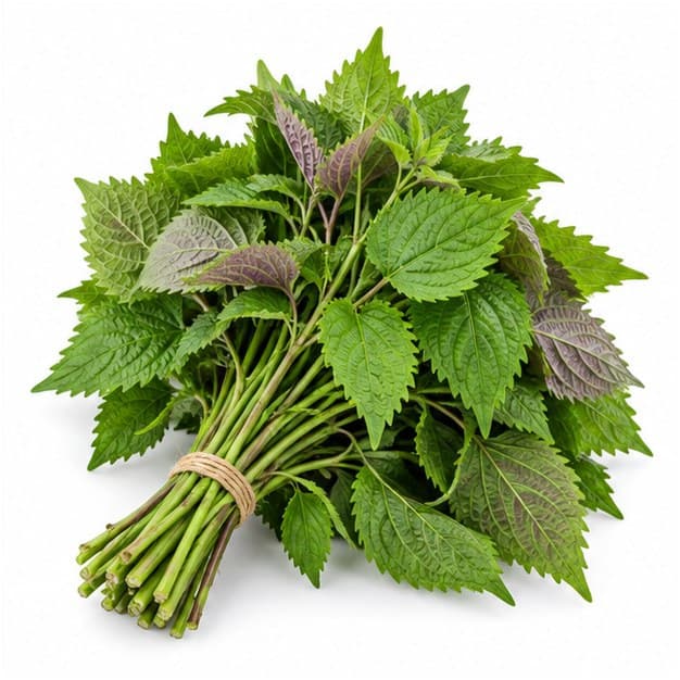 Sản phẩm Kinh giới